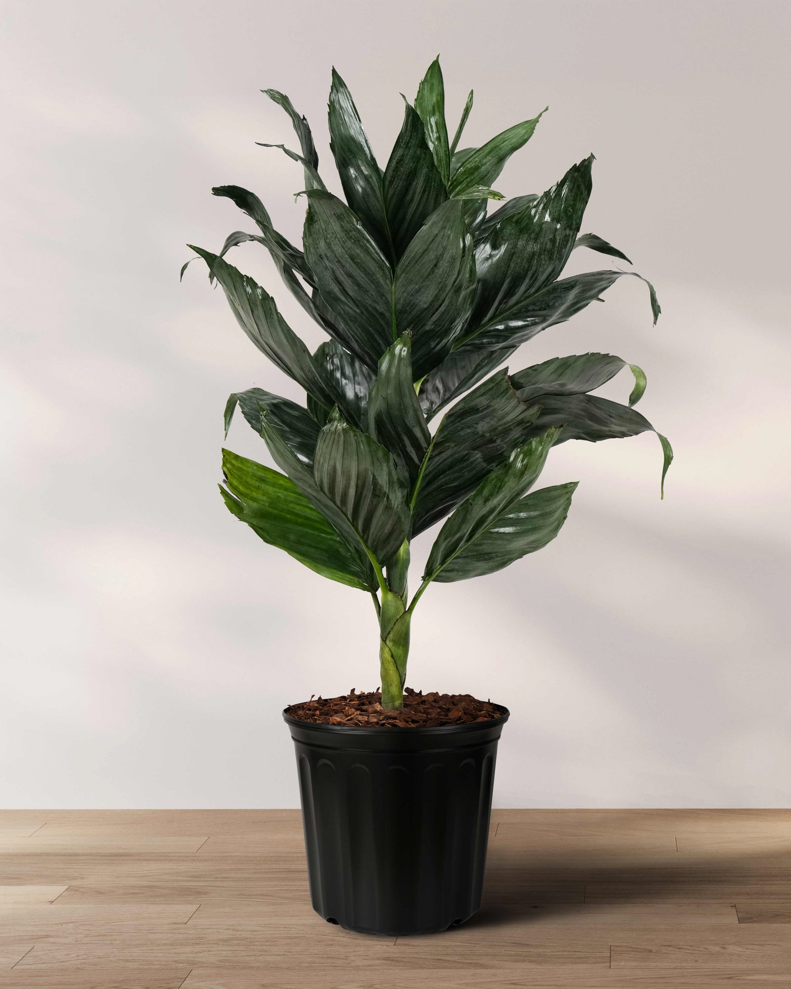 Mini Fishtail Palm Chamaedorea metallica, Exotic