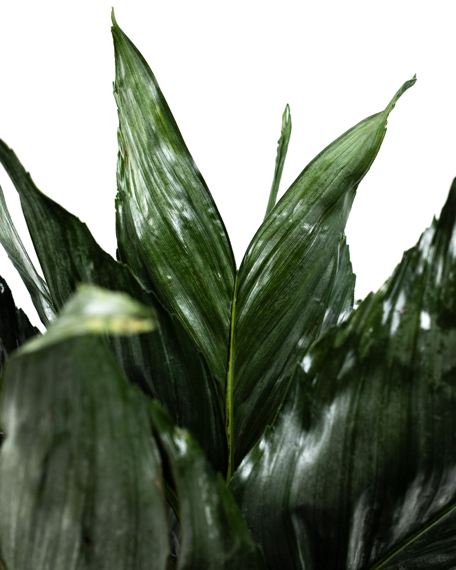 Mini Fishtail Palm Chamaedorea metallica, Exotic