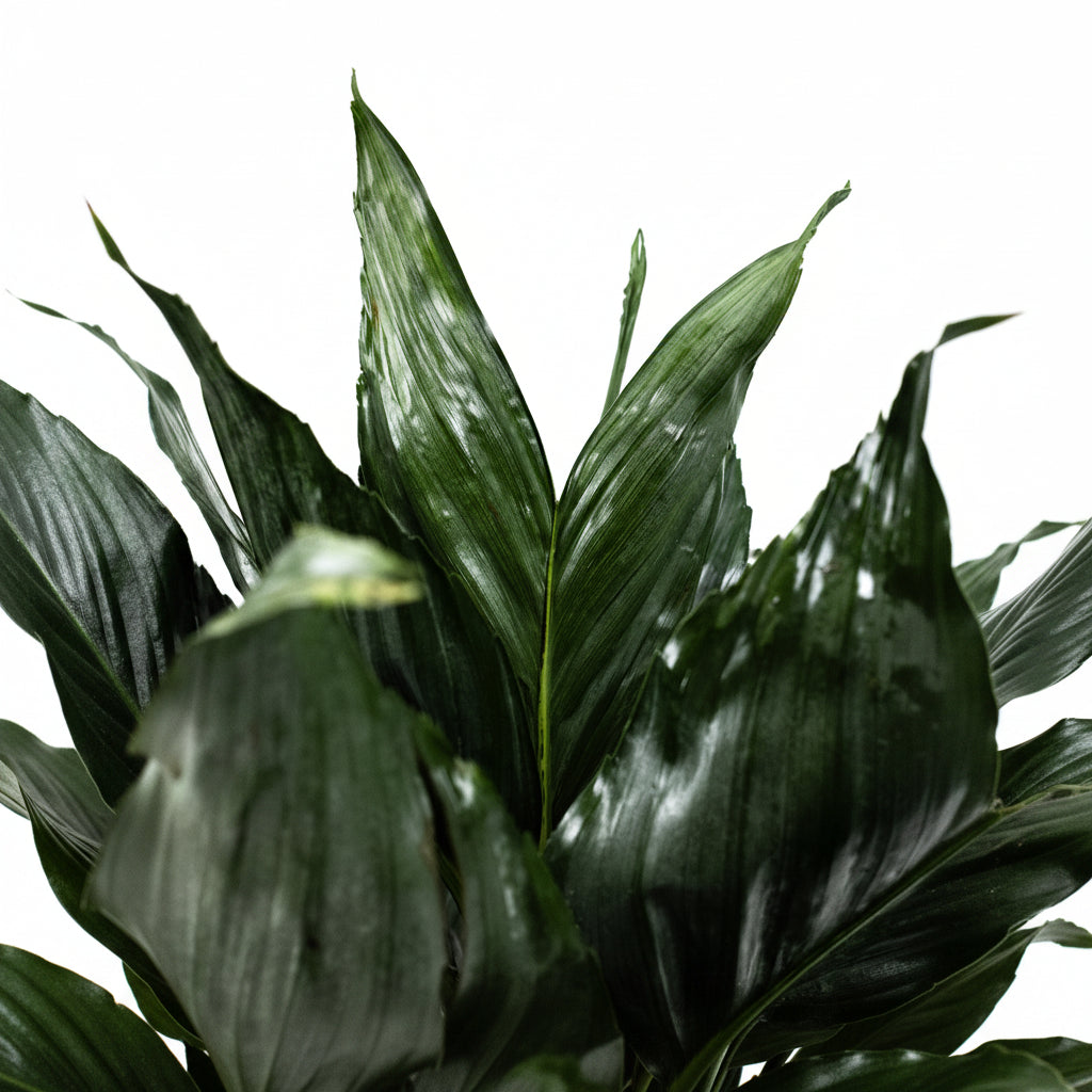 Close-up of dark green plant leaves on a light background A mini fishtail palm (Chamaedorea metallica) with green-silver metallic fronds in a black pot, placed against a neutral background.