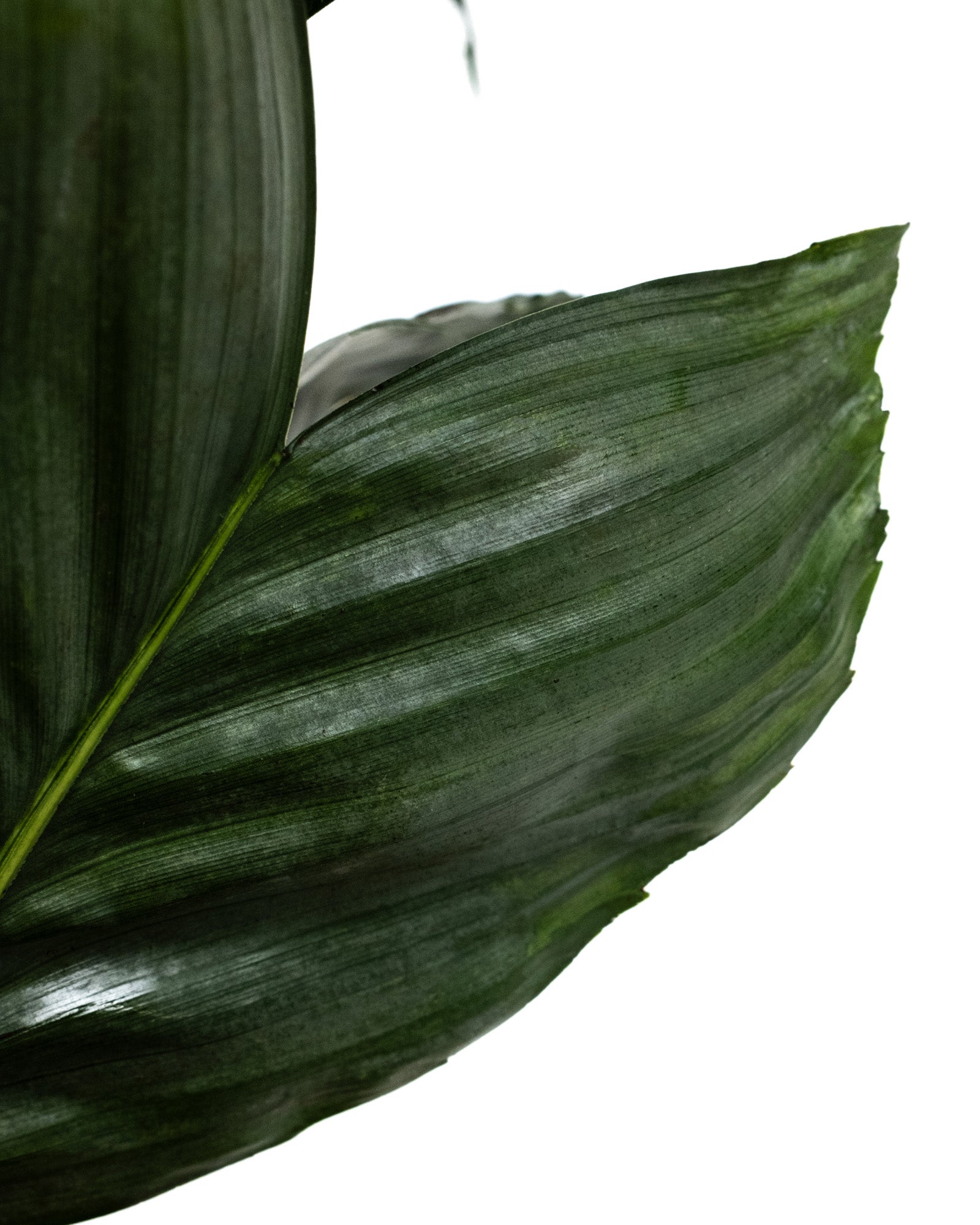 Mini Fishtail Palm Chamaedorea metallica, Exotic