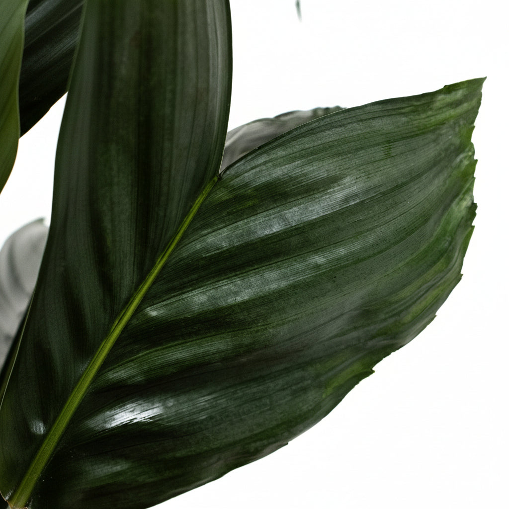 A mini fishtail palm (Chamaedorea metallica) with green-silver metallic fronds in a black pot, placed against a neutral background.