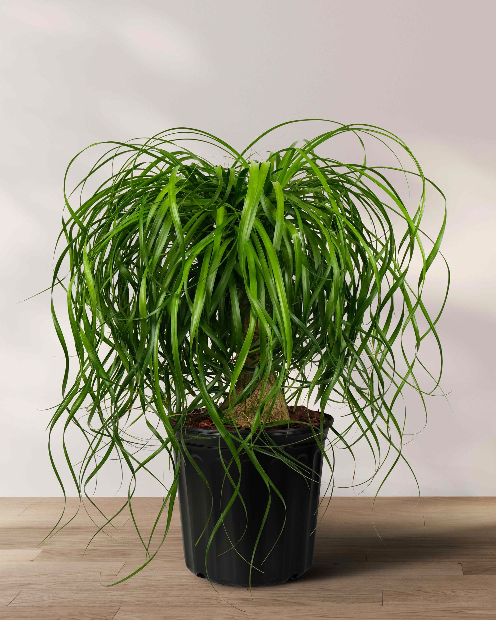 Ponytail Palm Bonsai, Elephant&