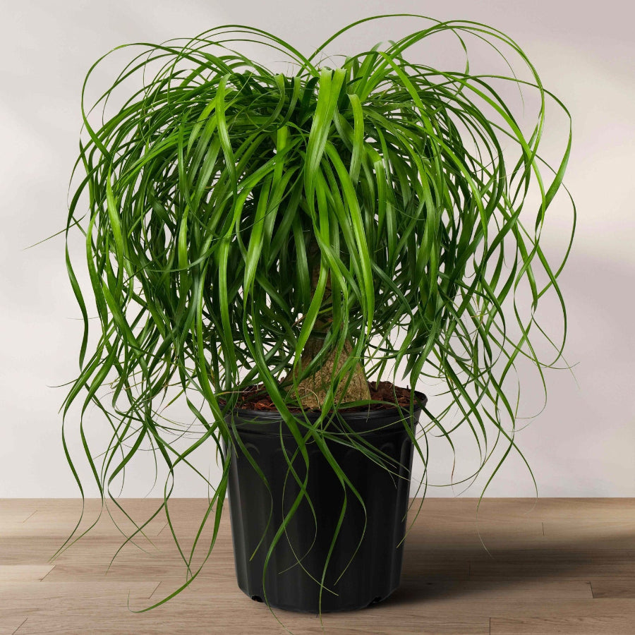 Ponytail palm tree in a black pot, with long green leaves cascading from the top, placed on a wooden floor against a white background.