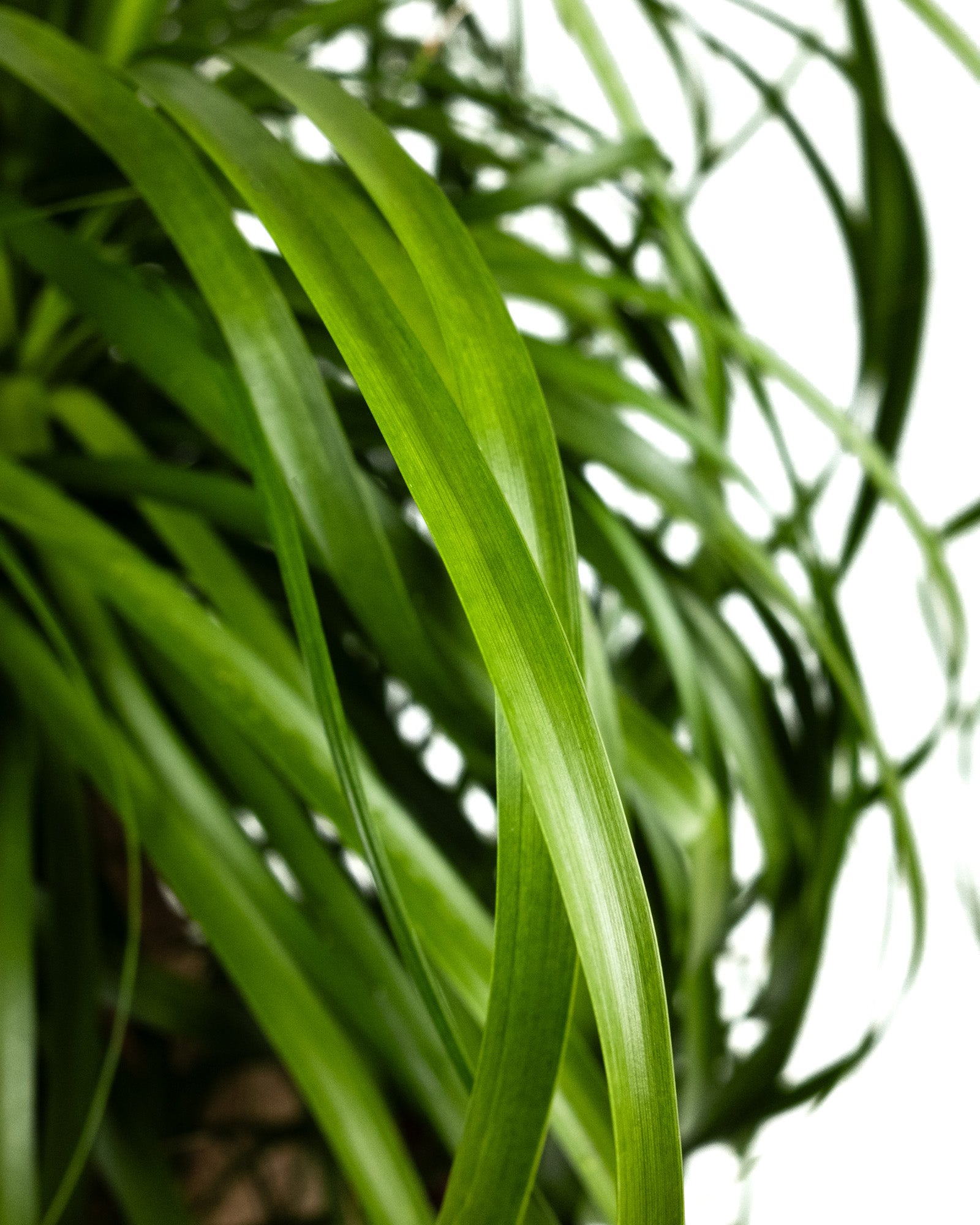 Ponytail Palm Bonsai, Elephant&