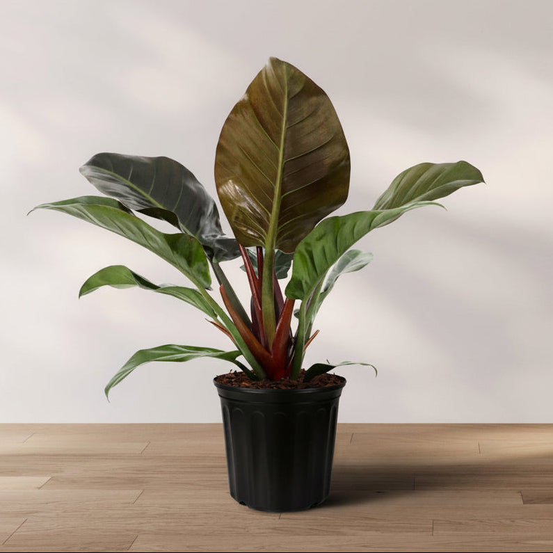 A potted Philodendron Black Cardinal plant with dark green and dark brown foliage placed on a wooden floor against a white wall.