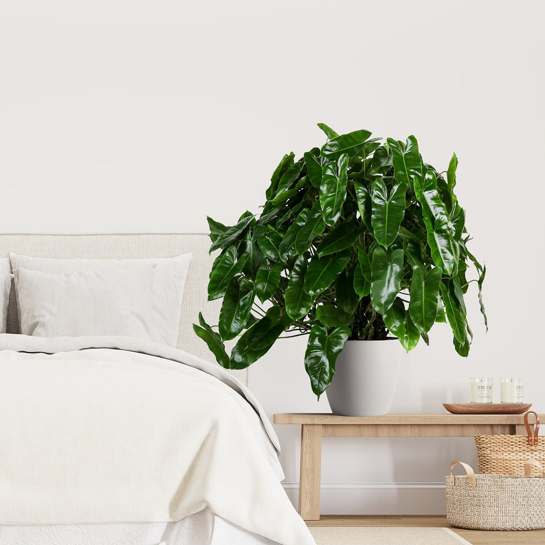 Philodendron Burle Marx in a white pot with heart-shaped, glossy green leaves displayed on a wooden bench in a bright bedroom setting