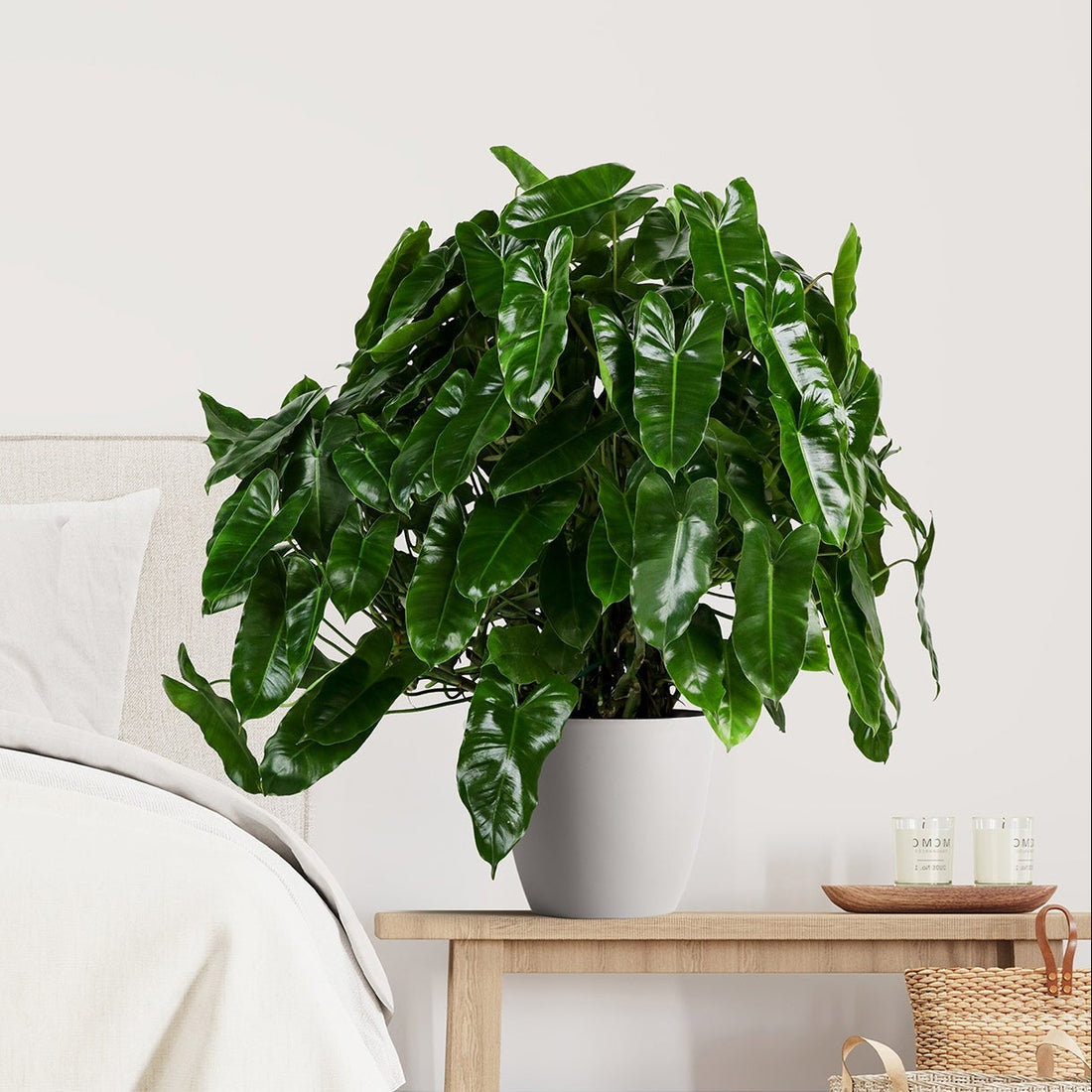 Philodendron Burle Marx in a white pot with heart-shaped, glossy green leaves displayed on a wooden bench in a bright bedroom setting