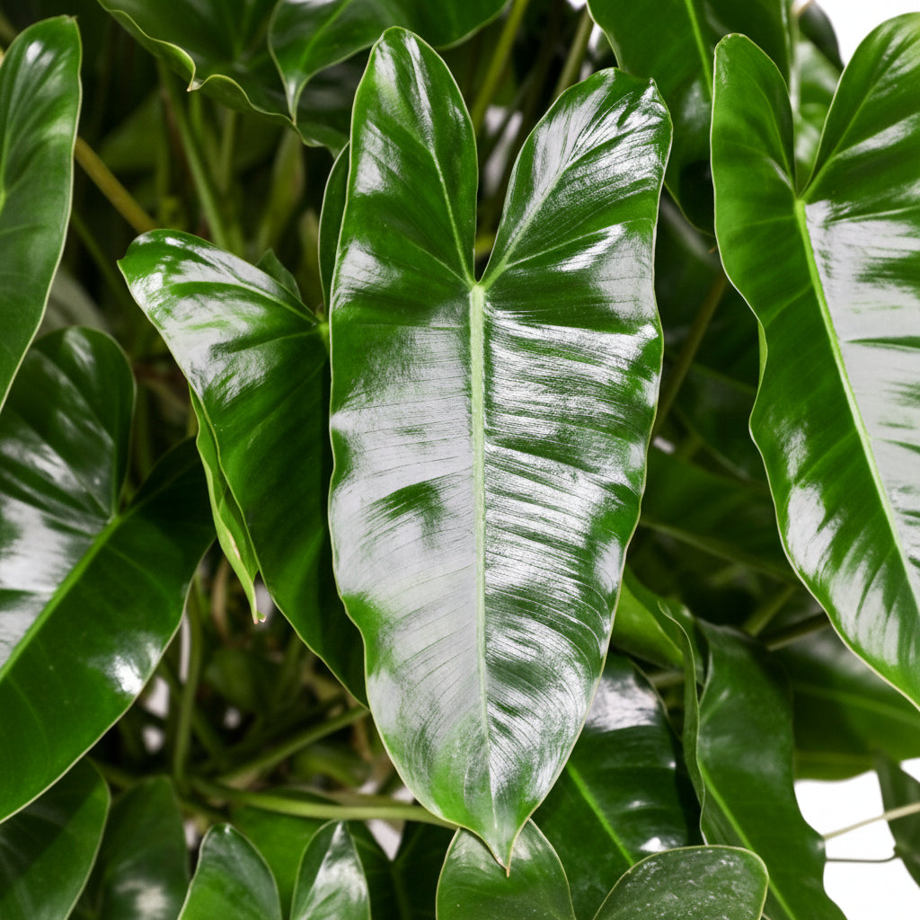 Close up of Philodendron Burle Marx leaves with heart-shaped, glossy green foliage