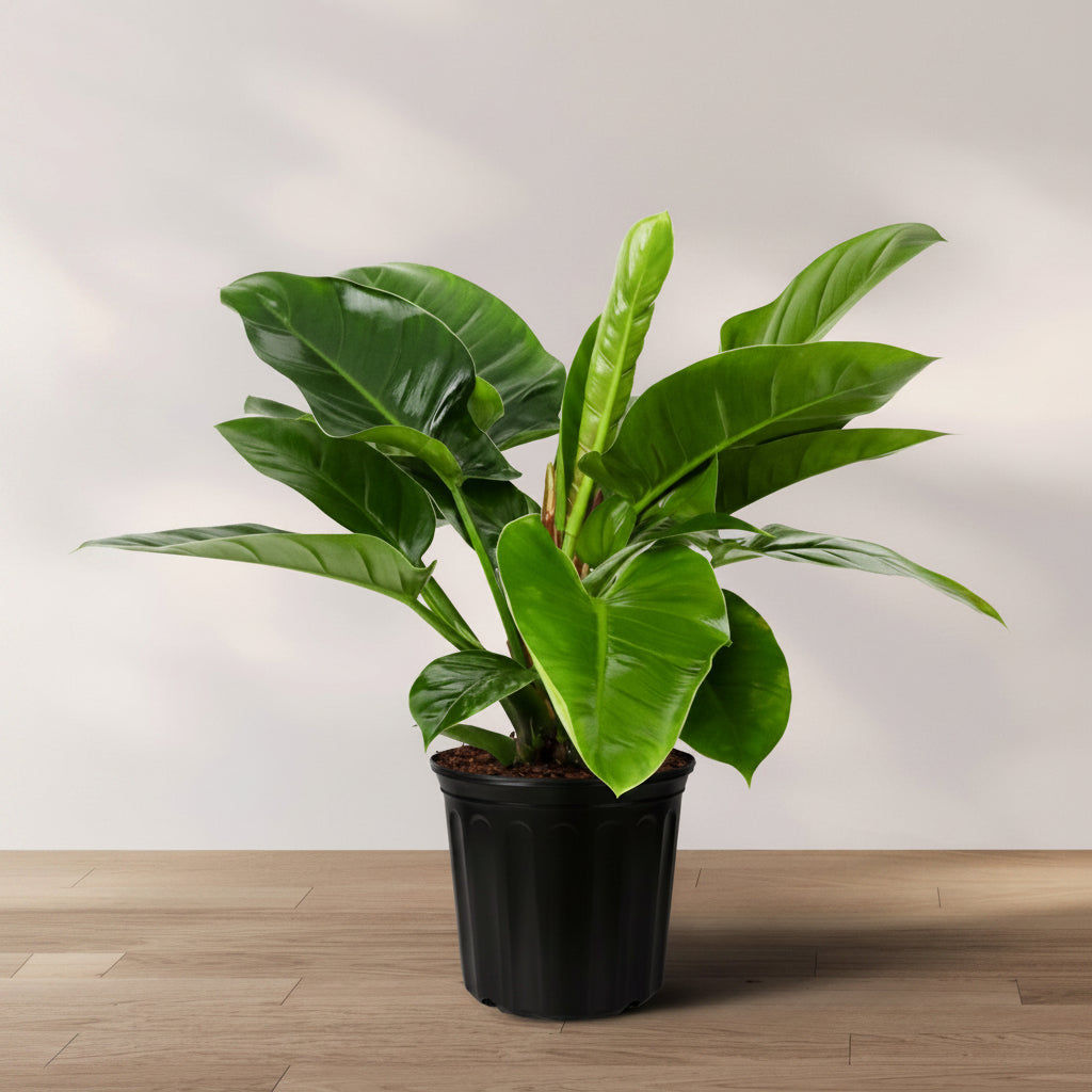 Potted philodendron green congo plant on a wooden surface with a light background