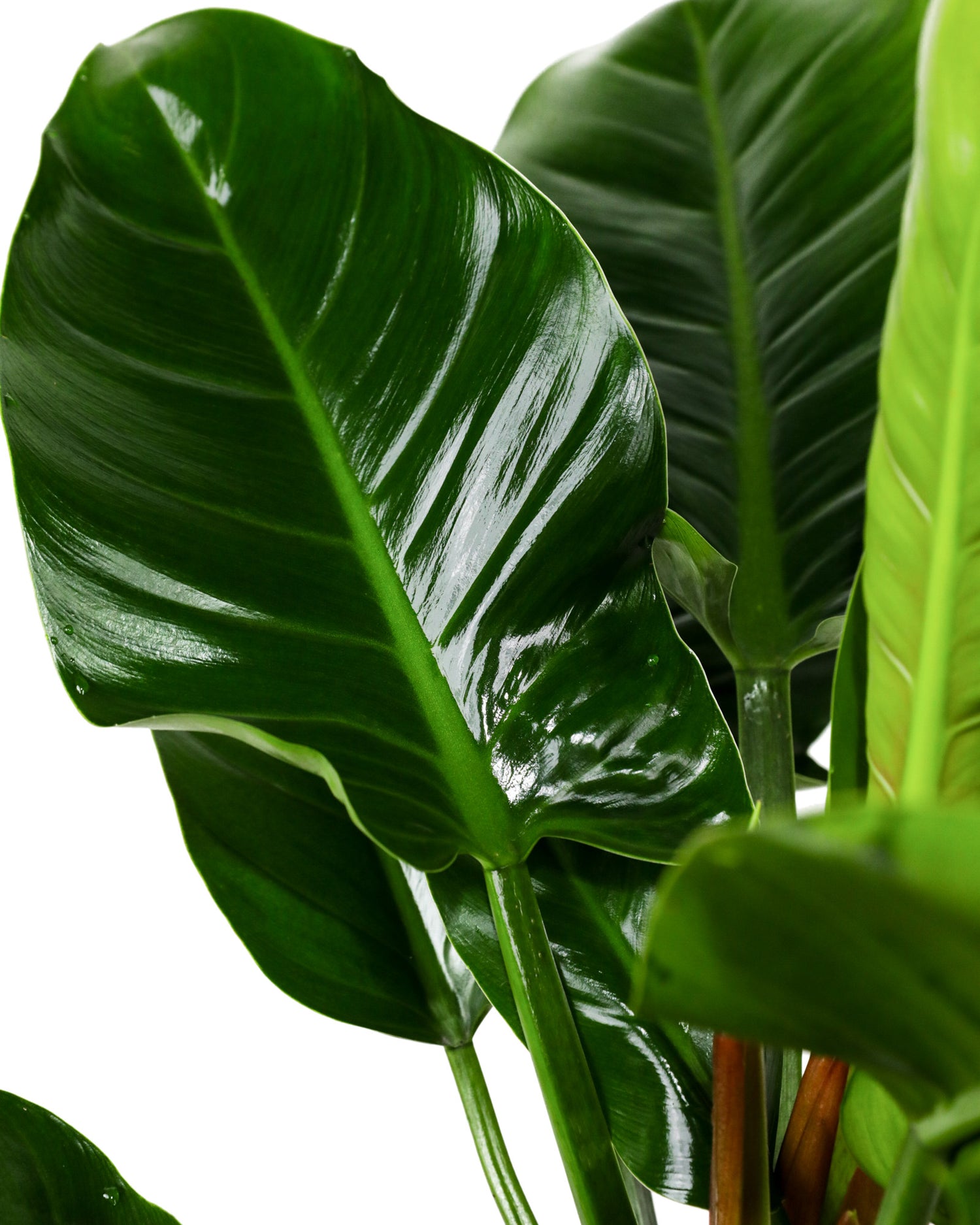 Philodendron Green Congo, Natures Beauty