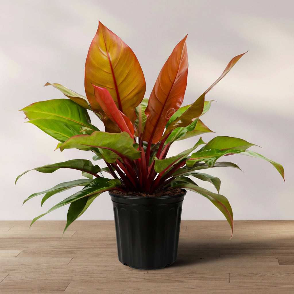 Philodendron McColley Finale in 2 gallon grower pot with bright reddish-orange new growth and glossy green mature leaves displayed on a wooden floor
