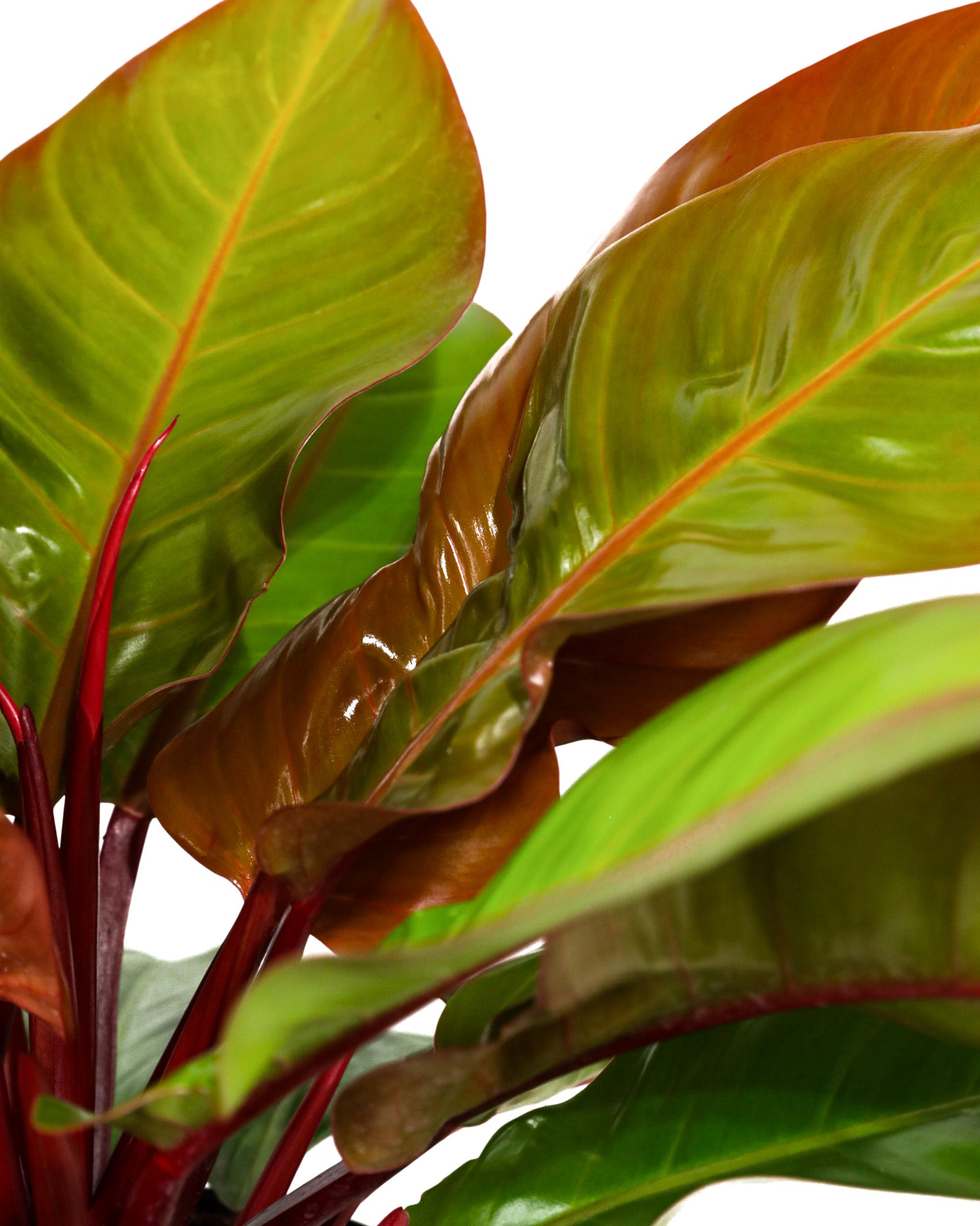 Philodendron McColley Finale