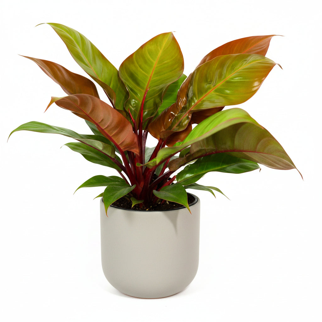 Close up of Philodendron McColley Finale leaves with striking reddish-orange new growth and glossy green mature foliage