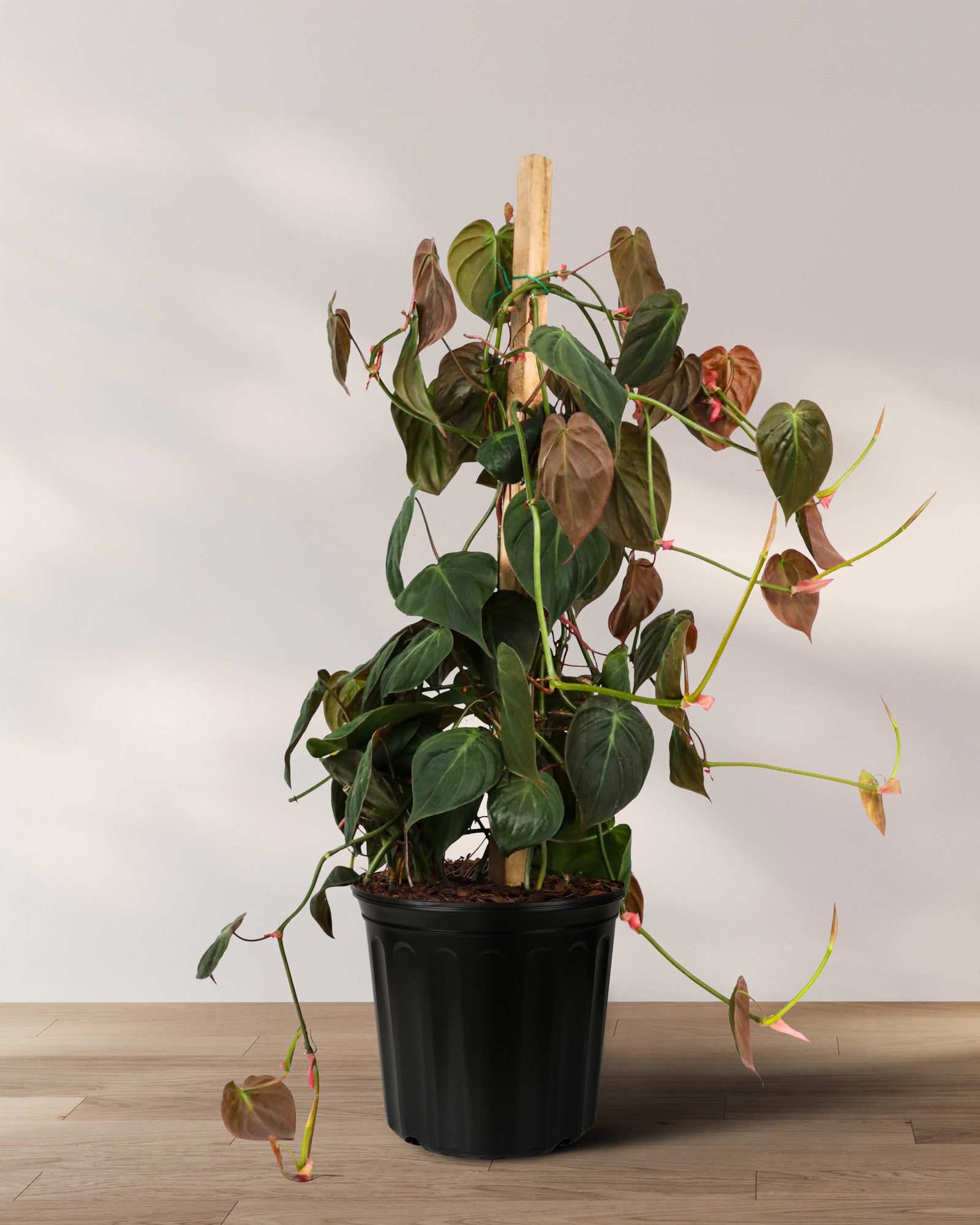 Philodendron Micans Plant Vines in Trellis