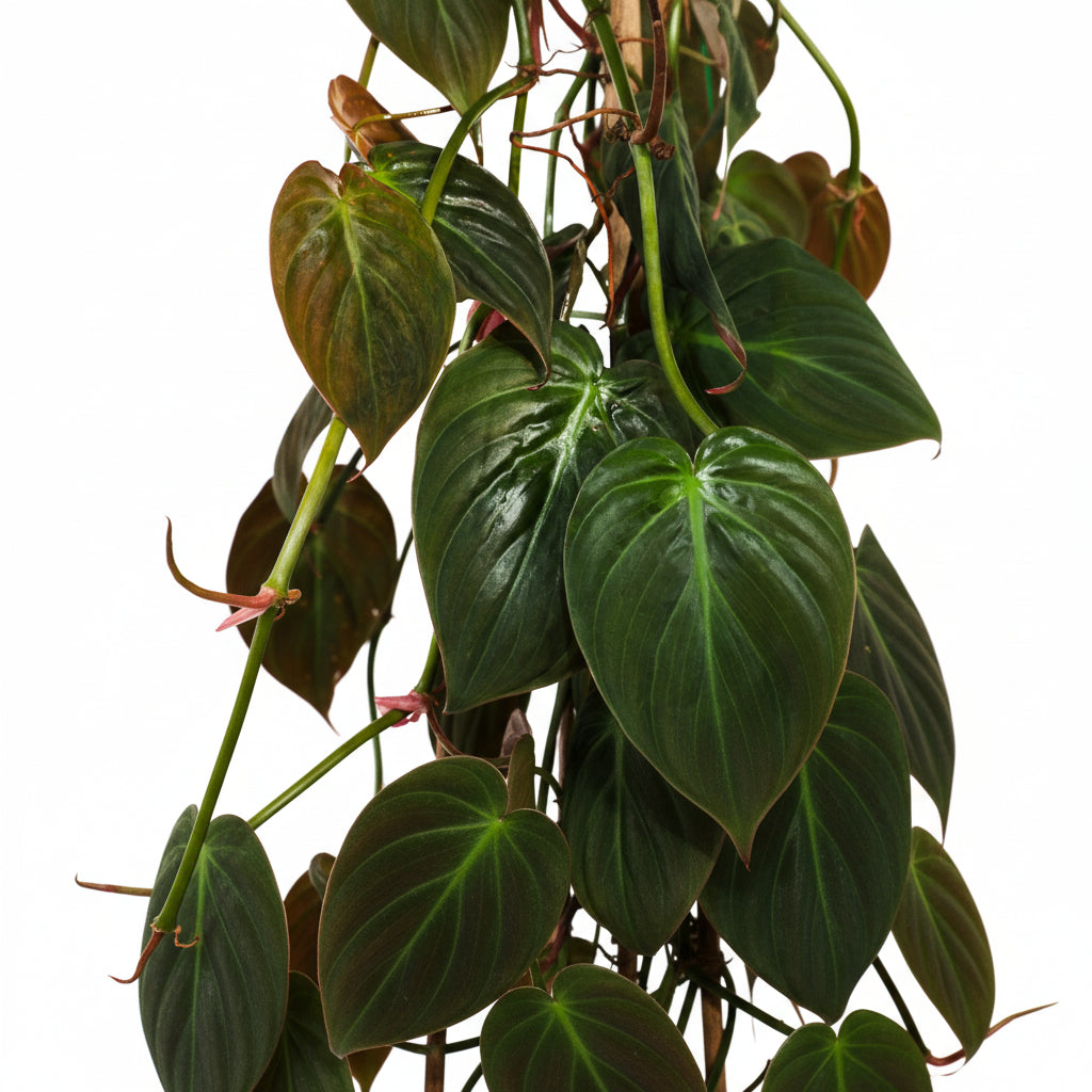 Philodendron Micans plant with velvety bronze leaves climbing in a trellis, potted in a black container.