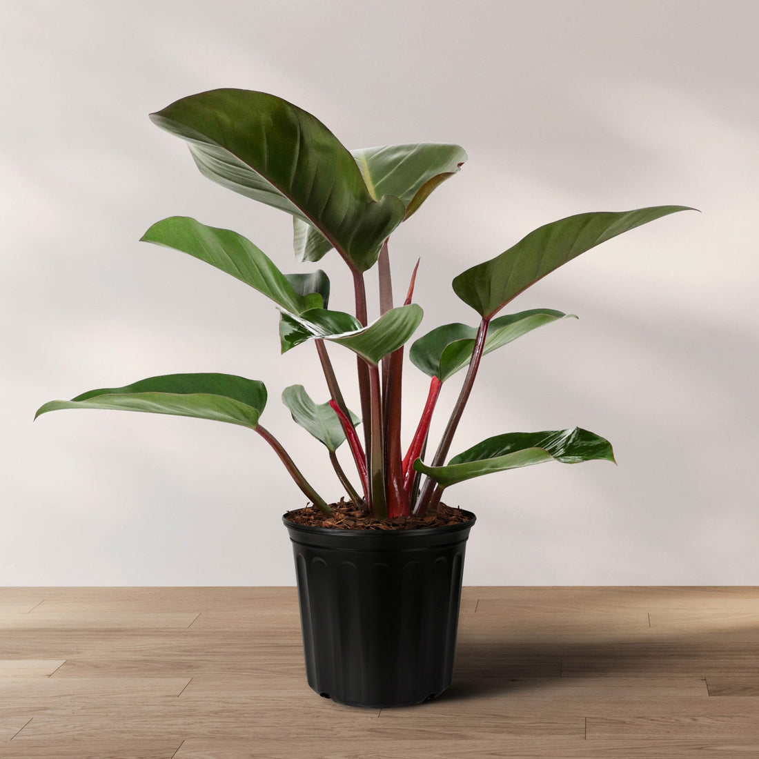 Philodendron Red Congo, Tropical Forest Plant in 2 gallon grower pot with striking dark green leaves and vibrant red stems displayed on a wooden floor