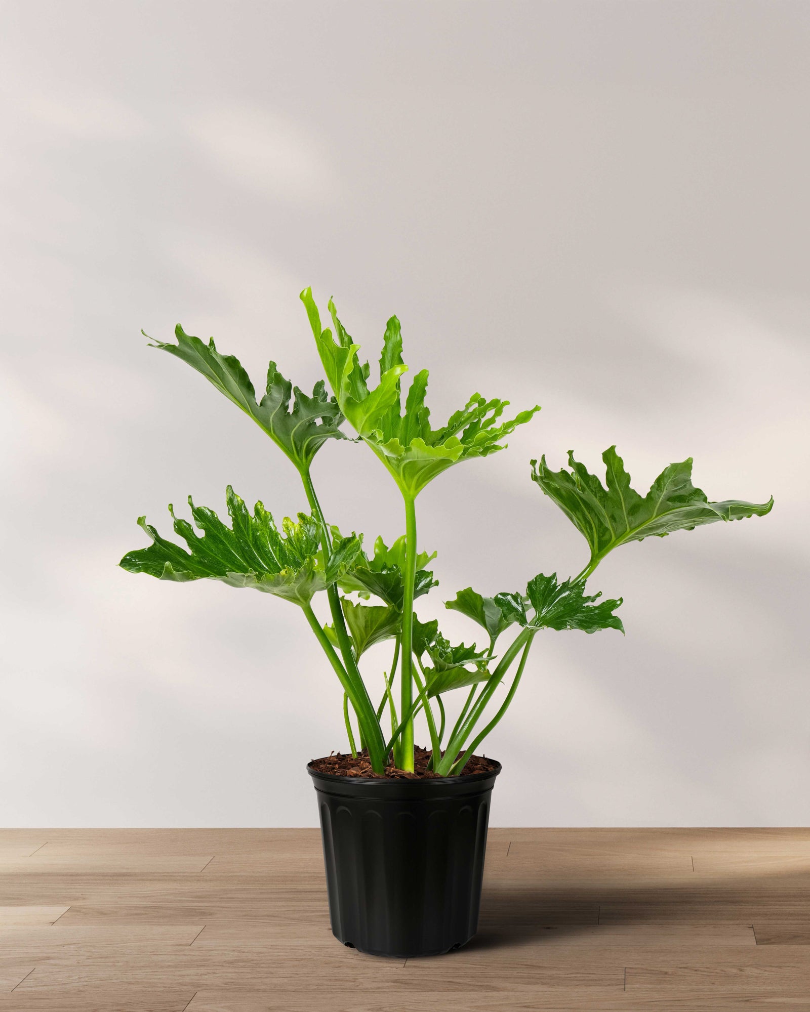 Philodendron Split Leaf Selloum