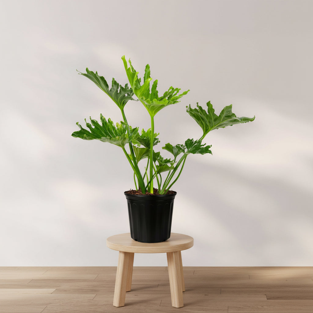Philodendron Split Leaf Selloum in a 2 gallon grower pot with large, deeply split bright green leaves displayed on a wooden floo
