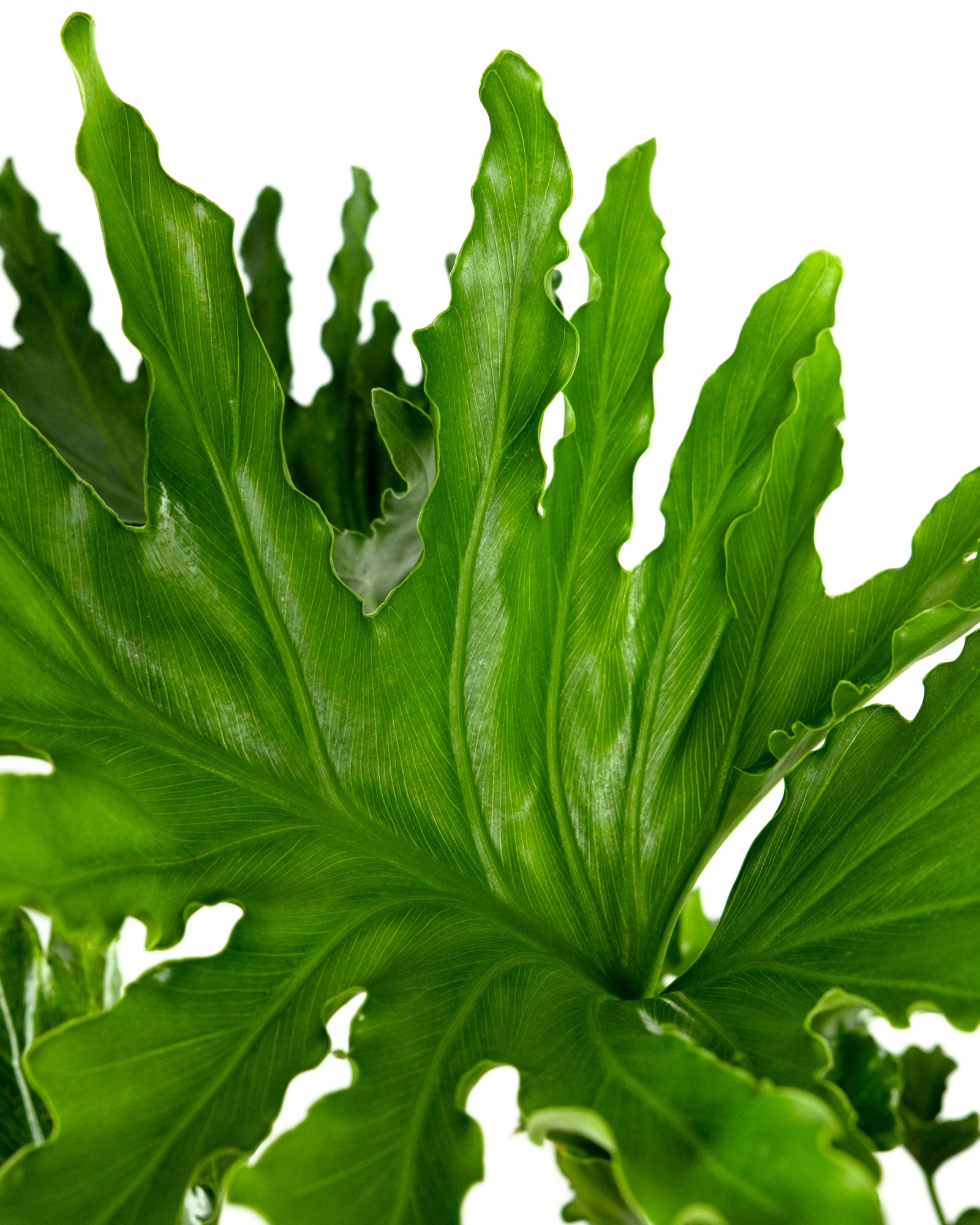 Philodendron Split Leaf Selloum