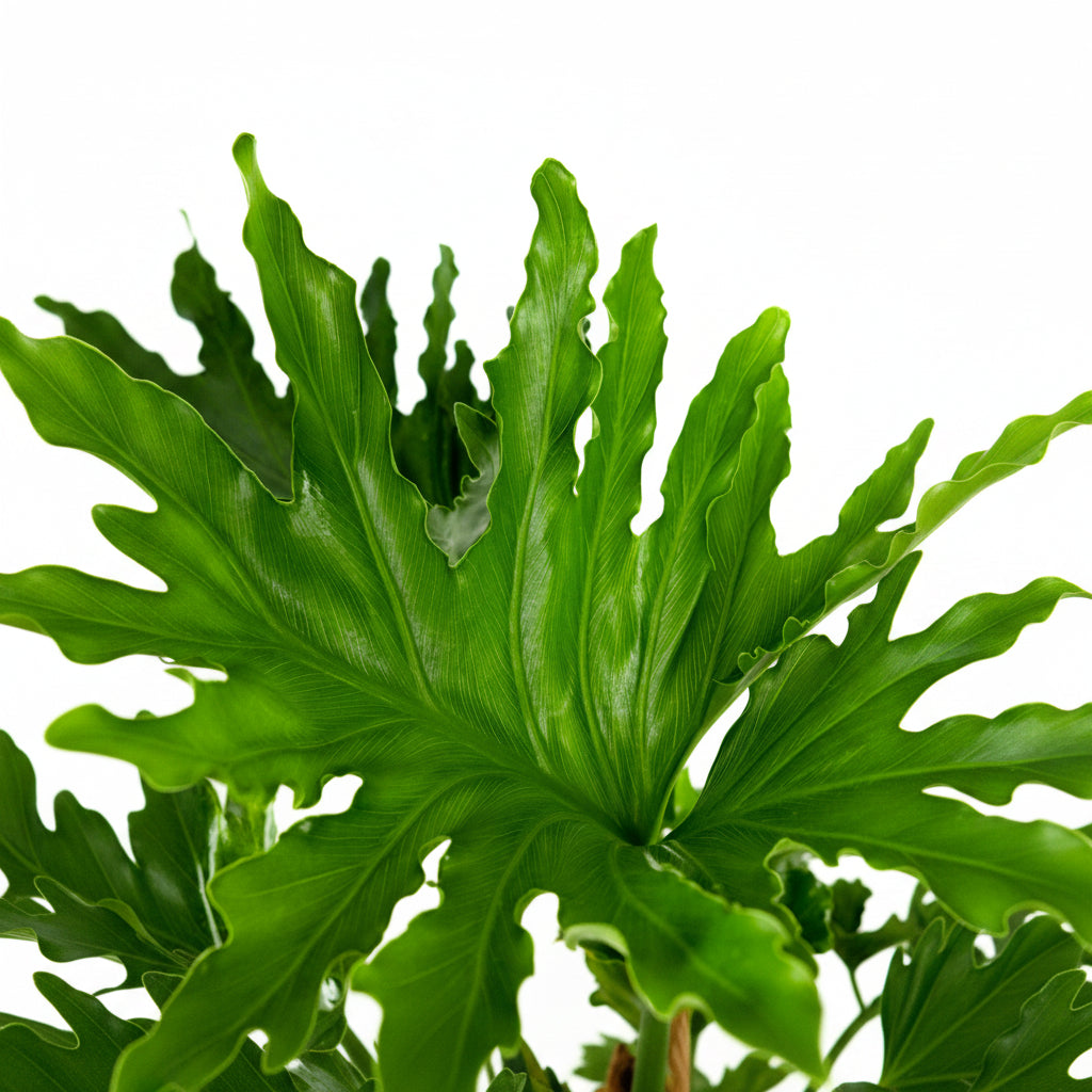 Close up of Philodendron Split Leaf Selloum leaves with large, deeply split bright green foliage