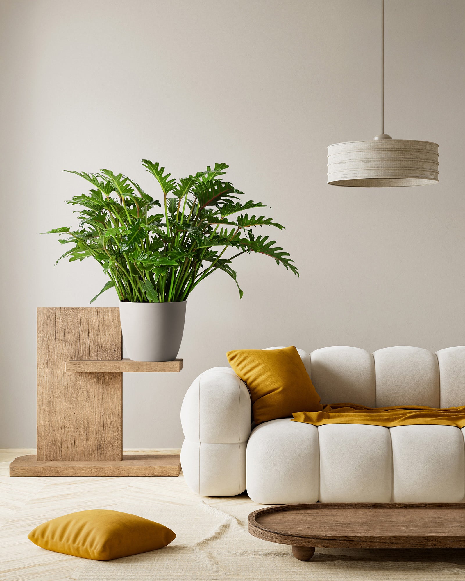Philodendron Xanadu Winterbourn