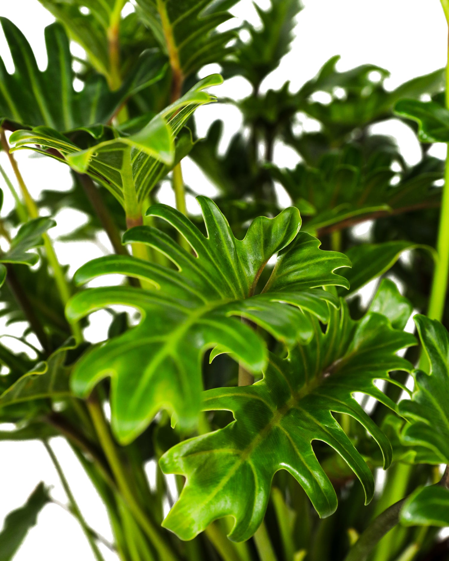 Philodendron Xanadu Winterbourn