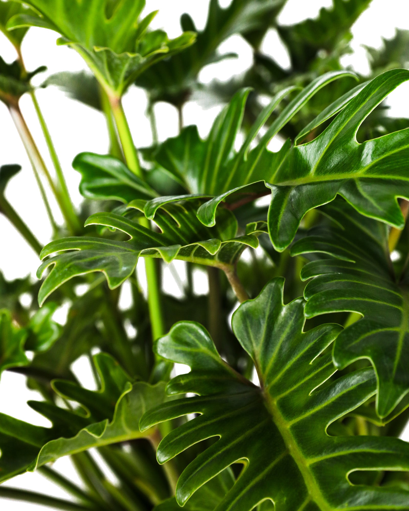 Philodendron Xanadu Winterbourn