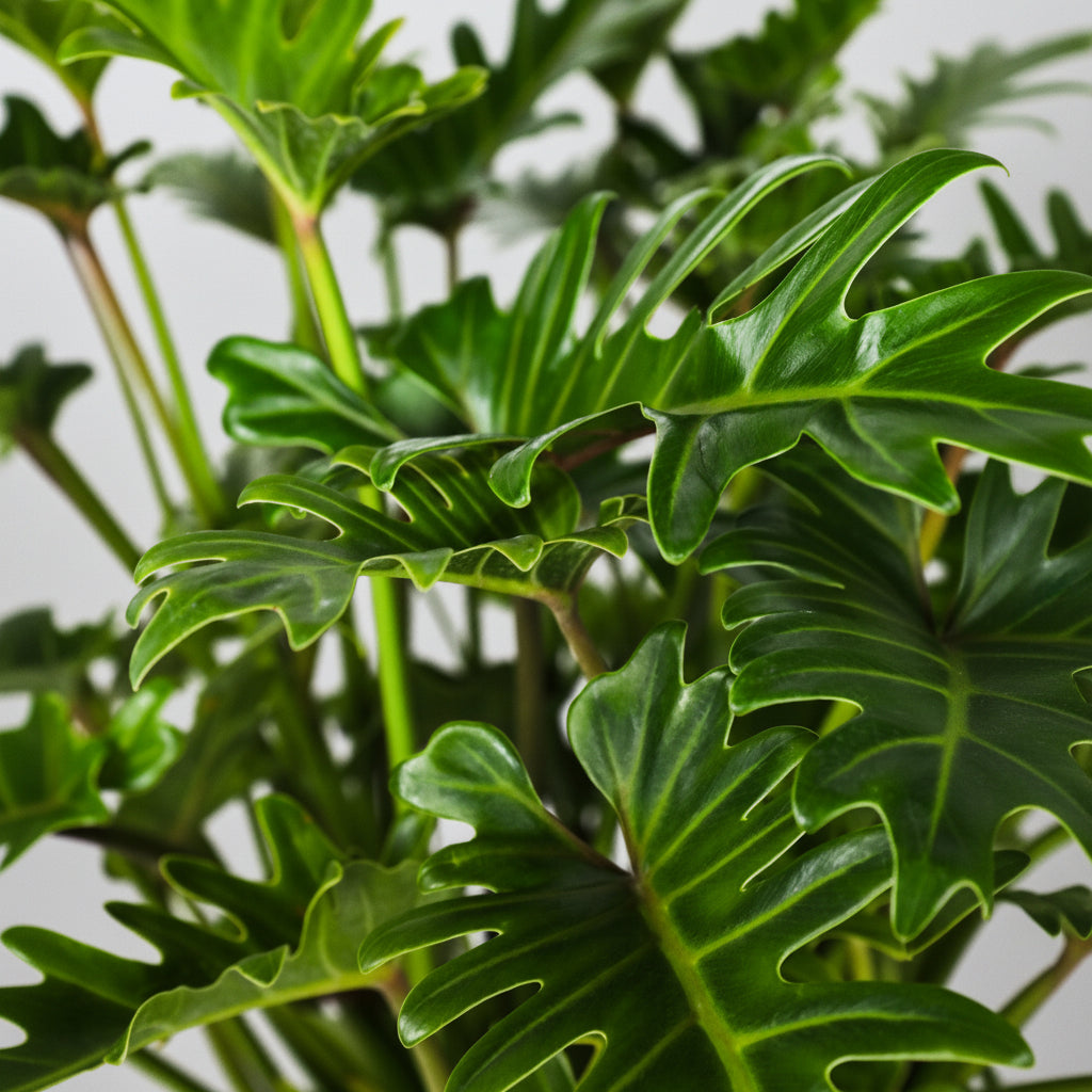 Close up of Philodendron Xanadu Winterbourn leaves with lush, deeply lobed green foliage and glossy texture