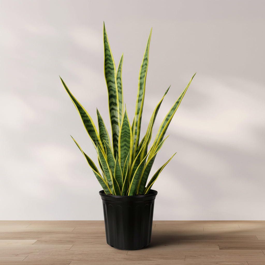 A potted Sansevieria Golden Flame, also known as Snake Plant, with variegated leaves in yellow and green stripes, placed on a wooden surface against a white background.