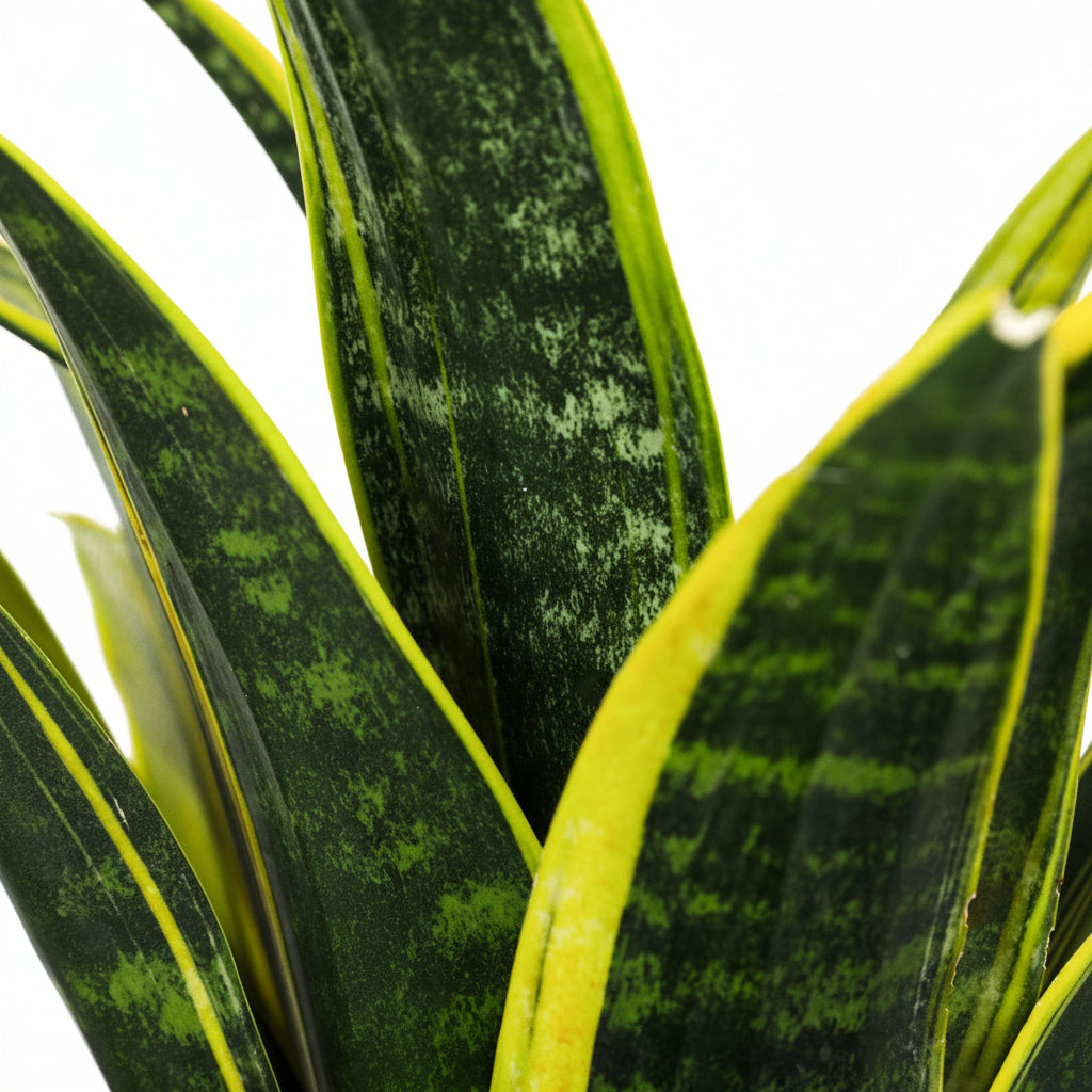 Close-up of a snake plant with green and yellow leaves on a white A potted Sansevieria Golden Flame, also known as Snake Plant, with variegated leaves in yellow and green stripes