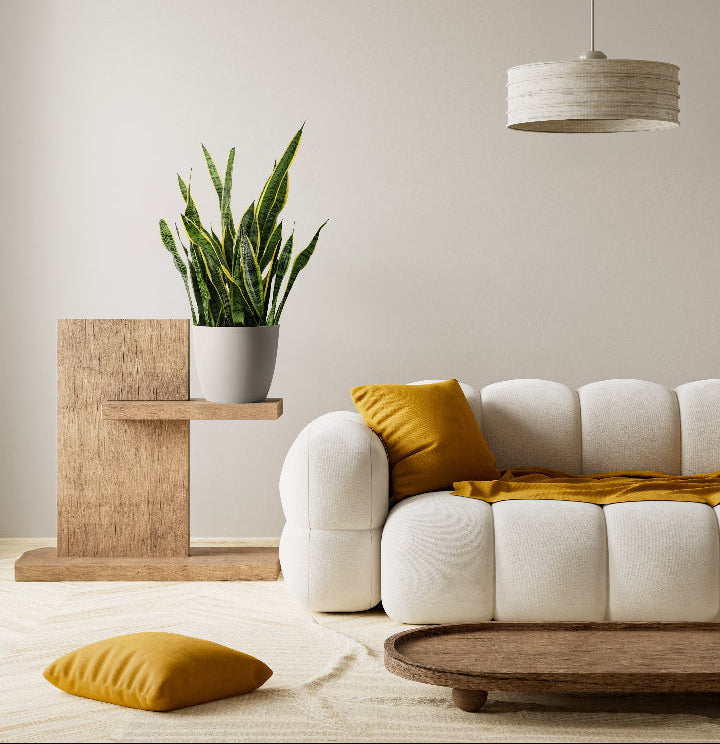 Indoor setting with a white sofa, wooden side table, yellow cushion, potted Sansevieria Laurentii plant, and a hanging lamp.