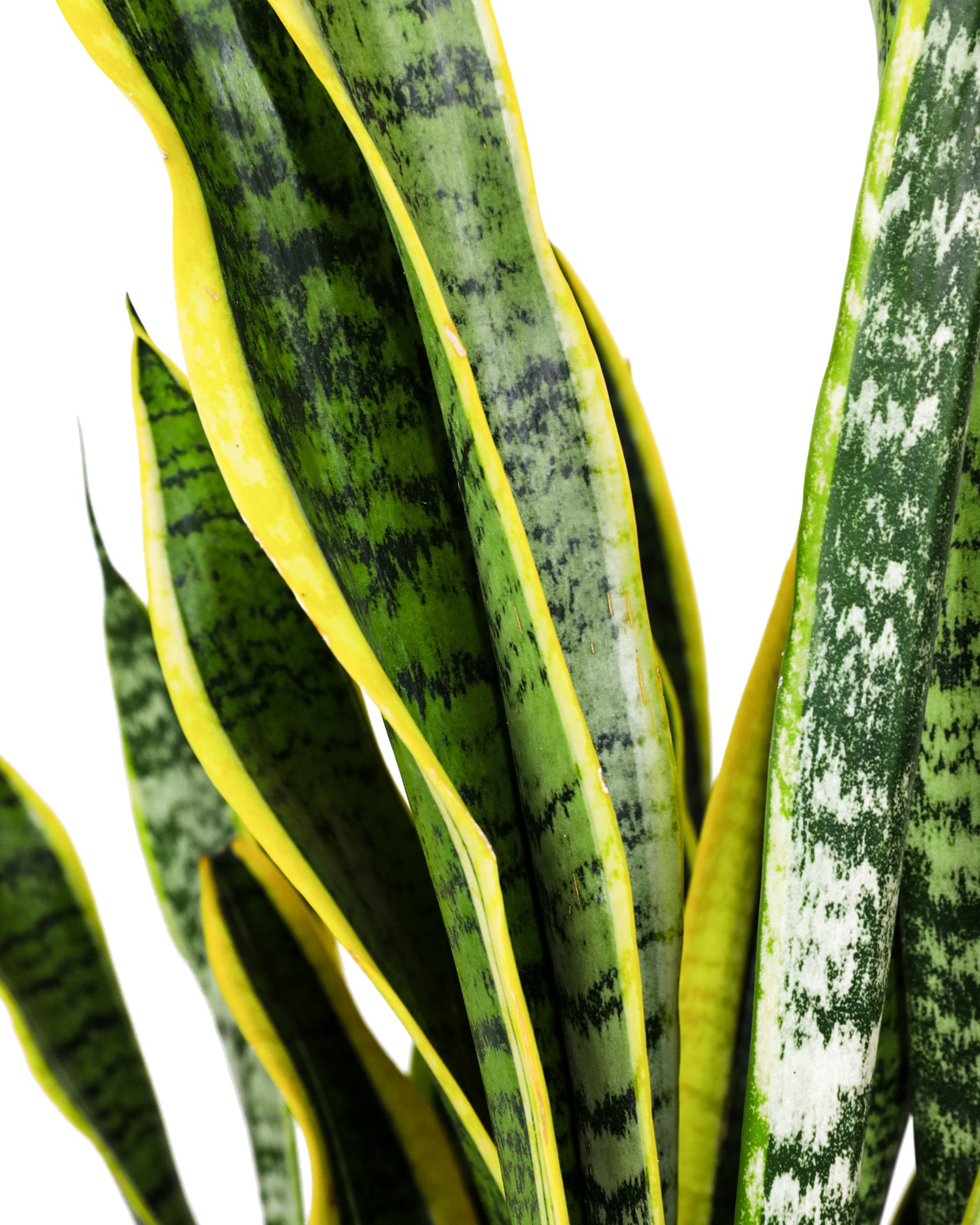Sansevieria Laurentii, Snake Plants