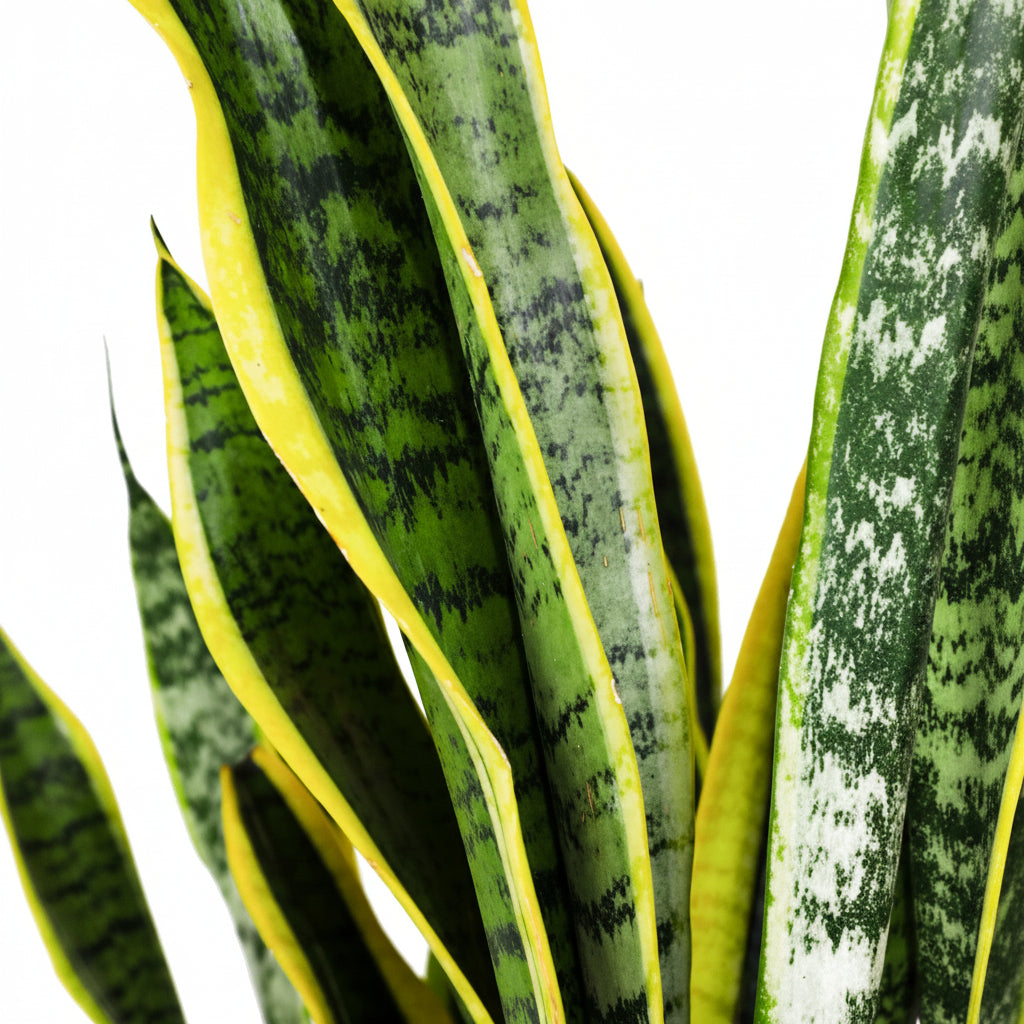 Sansevieria Laurentii plant close up