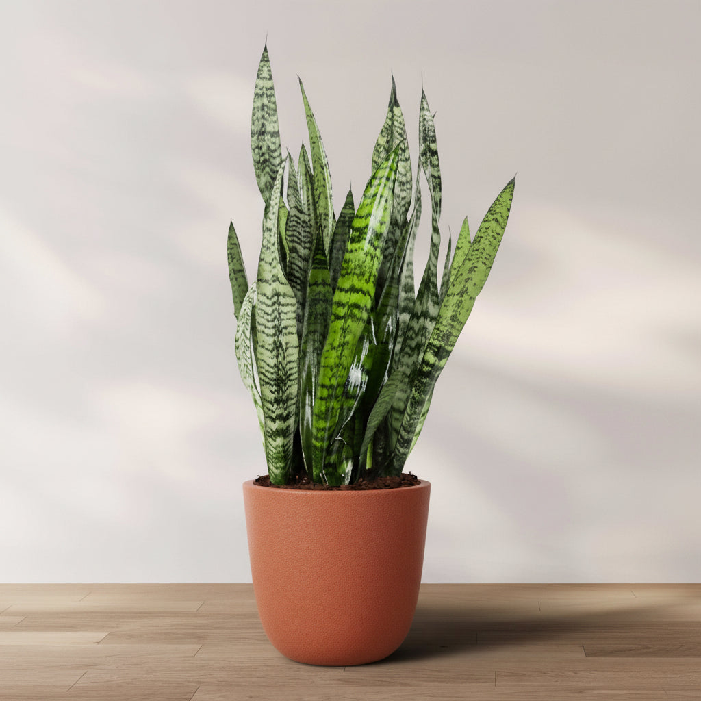 A Sansevieria Zeylanica, commonly known as snake plant, potted in a black container, displaying its typical tall, sword-shaped, green leaves with white streaks.