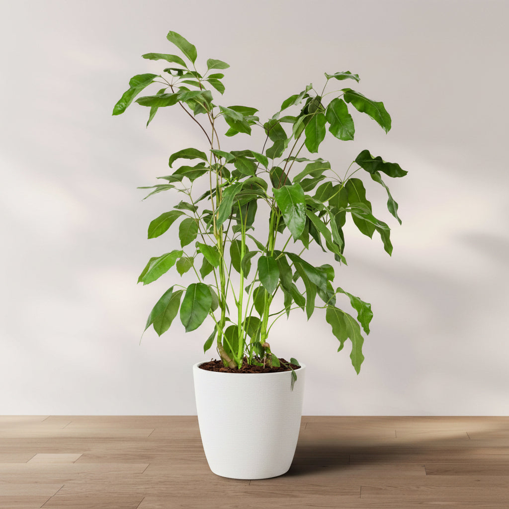 A Schefflera Amate Umbrella Tree in a black pot, with glossy, leathery leaves, placed on a wooden floor against a white background.
