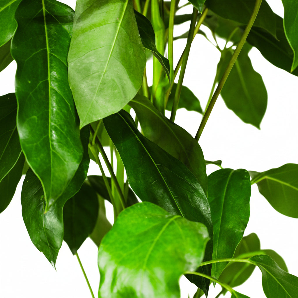 Close-up of green leaves on a white background umbrella palnt