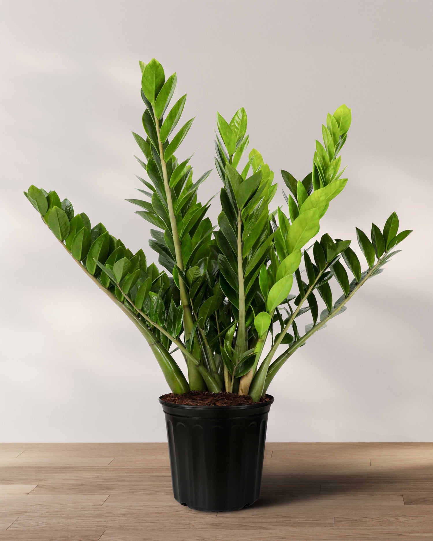 ZZ Plant, Zanzibar Gem Live Tropical Plant