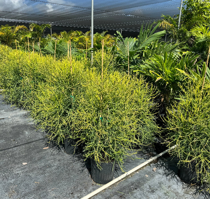 pencil cactus in Row of potted plants under a large canopy