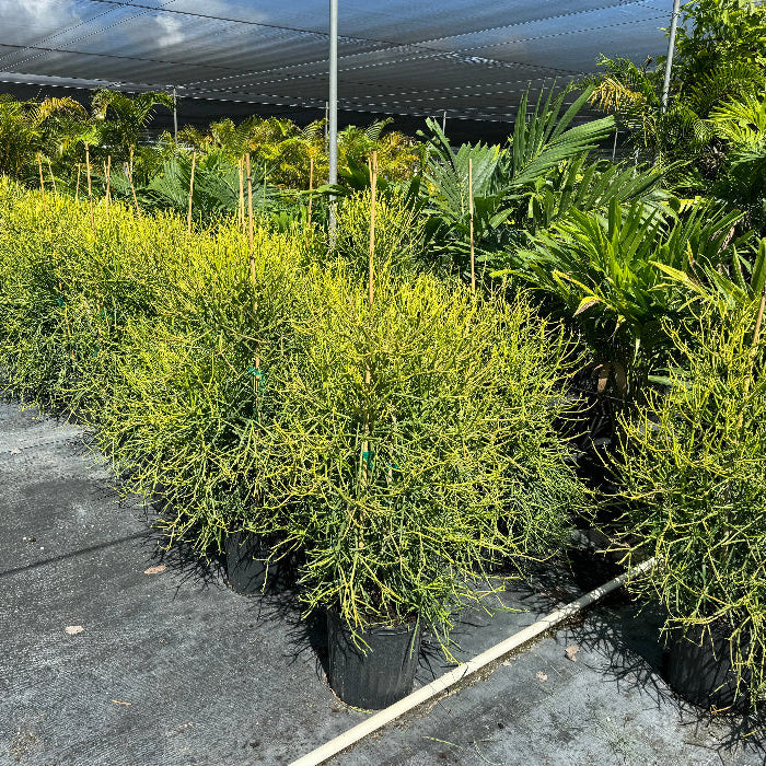pencil cactus in Row of potted plants under a large canopy