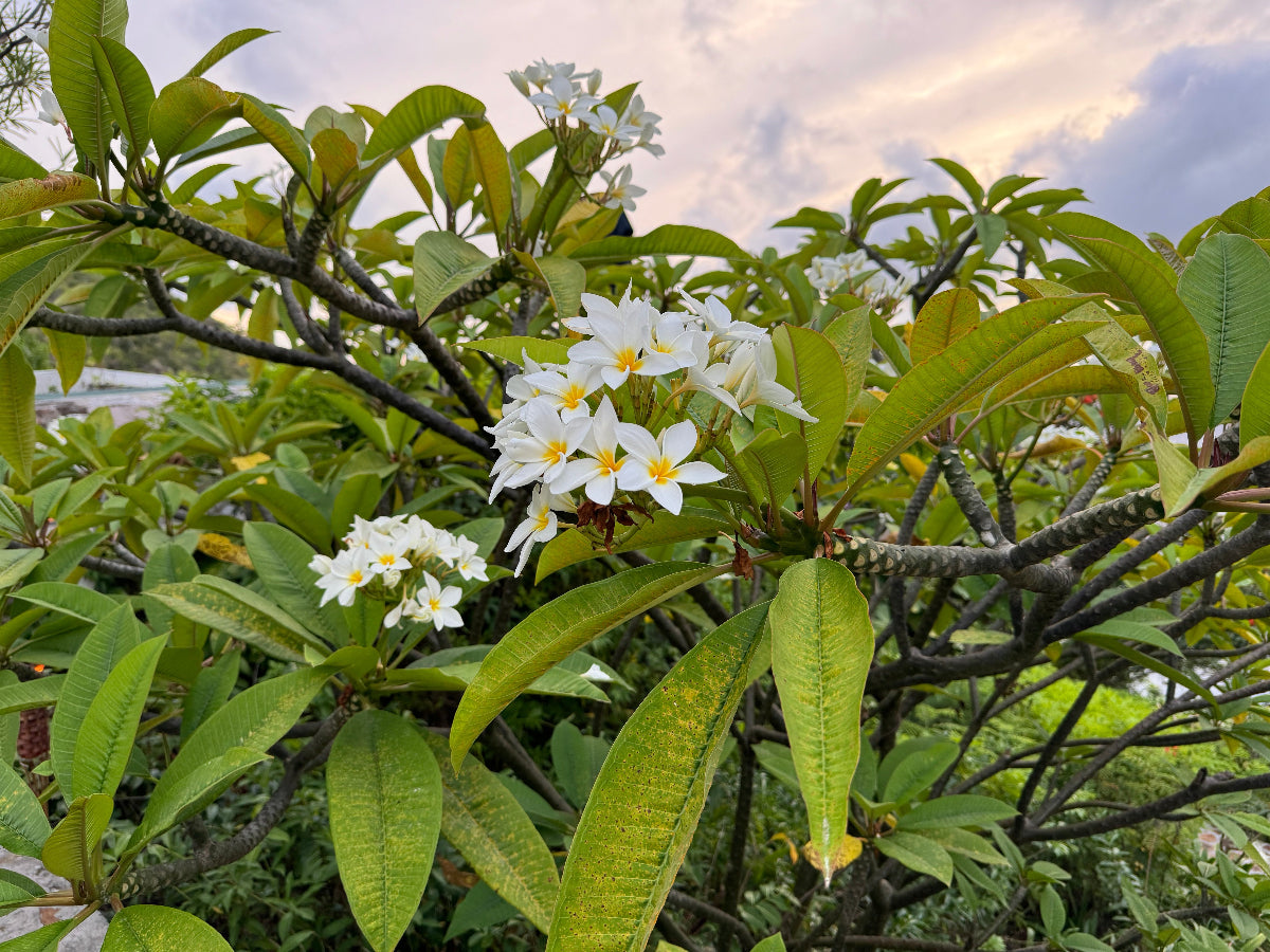 A close-up view of a beautiful cluster of white Plumeria Rubra (Frangipani) flowers, featuring delicate white petals with bright yellow centers