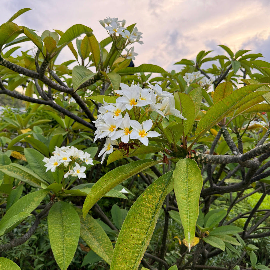 A close-up view of a beautiful cluster of white Plumeria Rubra (Frangipani) flowers, featuring delicate white petals with bright yellow centers