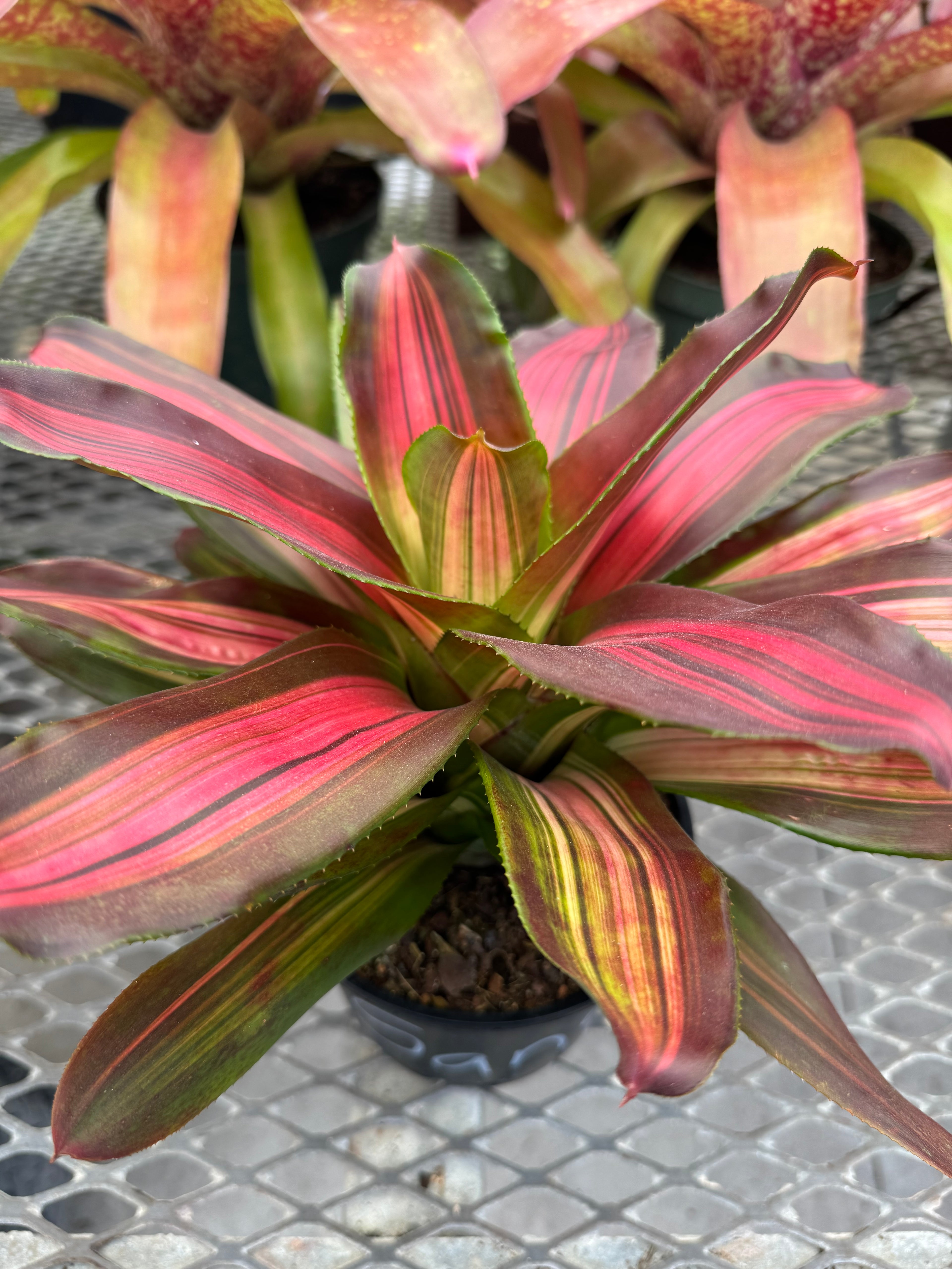 Bromeliad, Neoregelia Sangria Red Wine