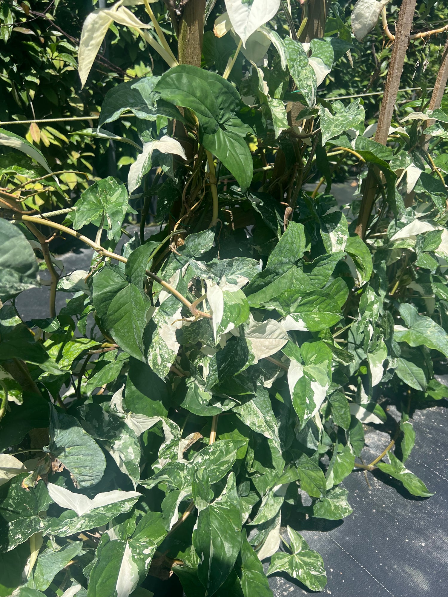 leaves of Pothos Albo Variegated in Trellis