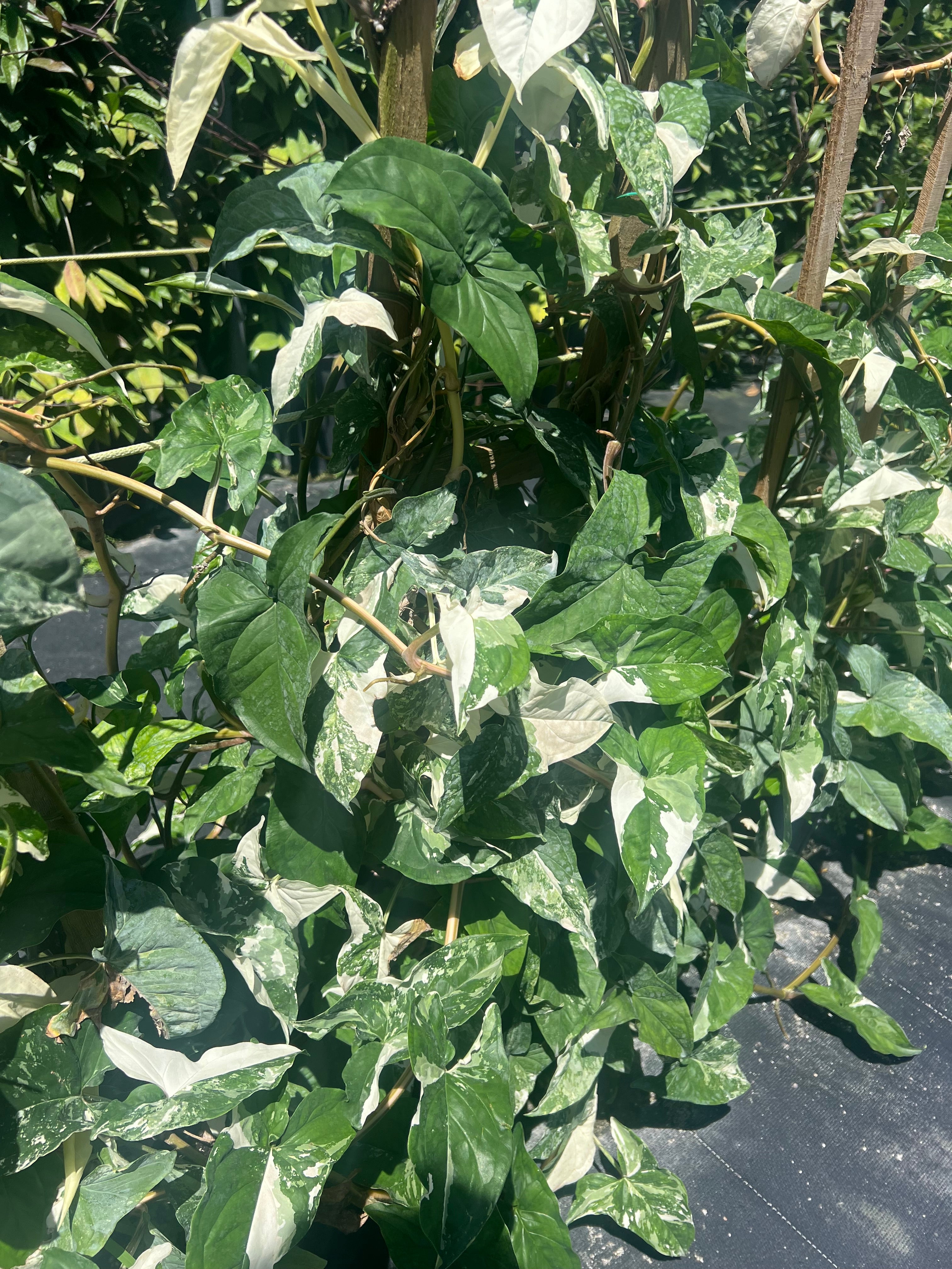 leaves of Pothos Albo Variegated in Trellis