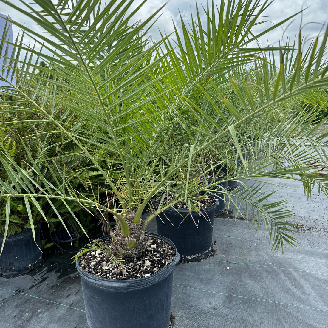 A cluster of Phoenix Reclinata Pygmy Date Palms with green fronds and a brown trunk, set against a clear blue sky.