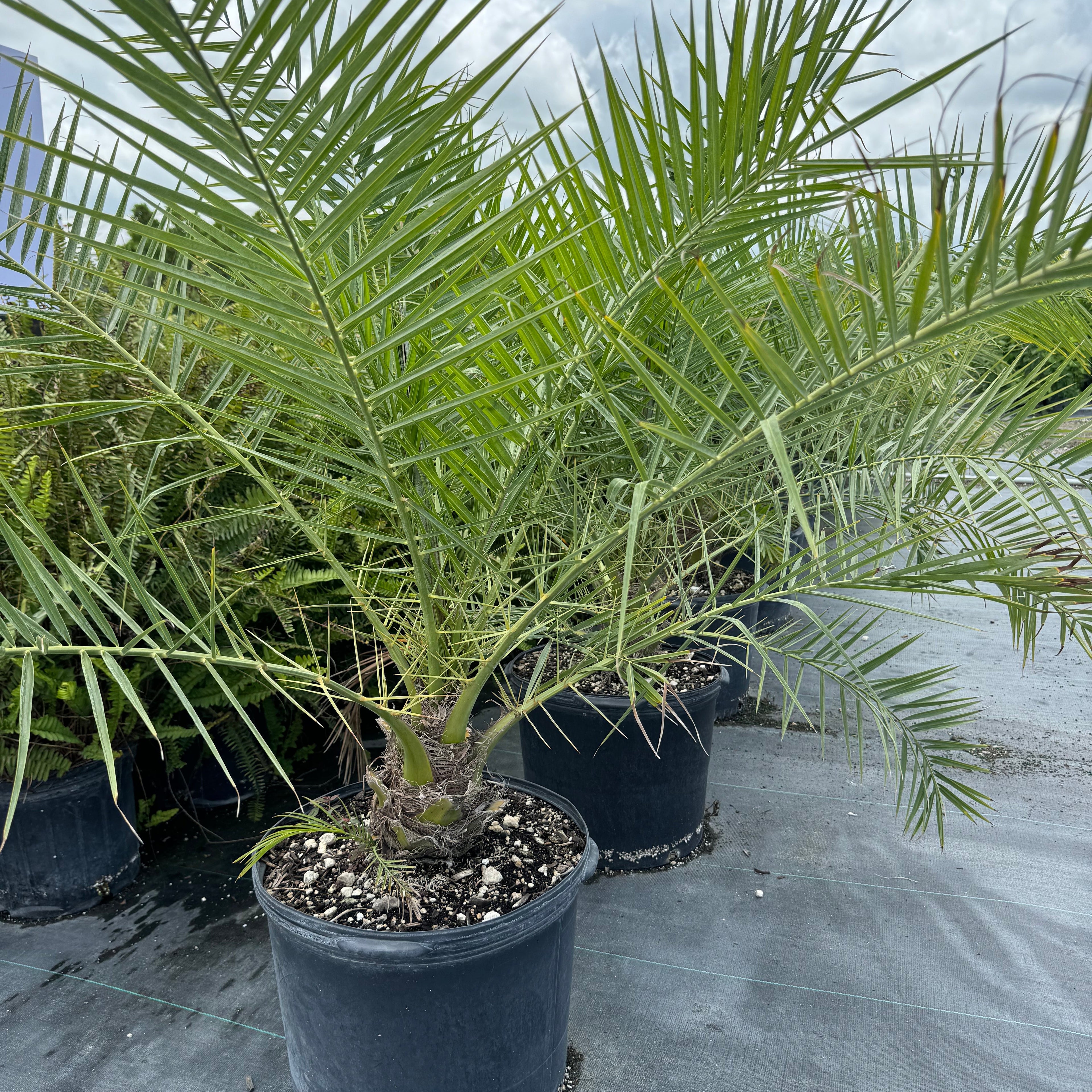 A cluster of Phoenix Reclinata Pygmy Date Palms with green fronds and a brown trunk, set against a clear blue sky.