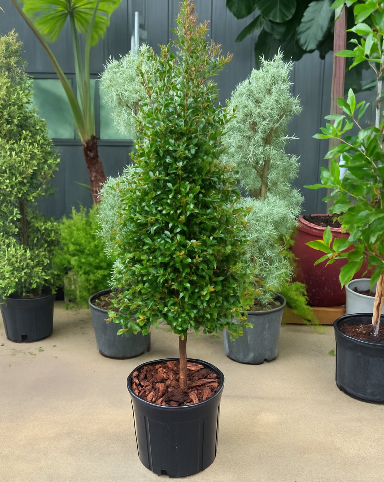 Topiary Eugenia Cone, Tree Form