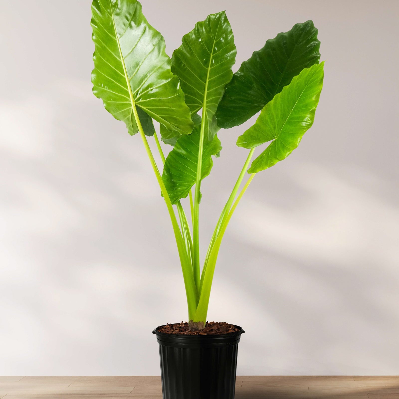 Alocasia Borneo Giant in 5 gallon container featuring massive, bright green leaves with prominent ribbed veins and tall sturdy stems, ideal for bringing a bold, lush tropical feel to spacious indoor settings and any plant collection.