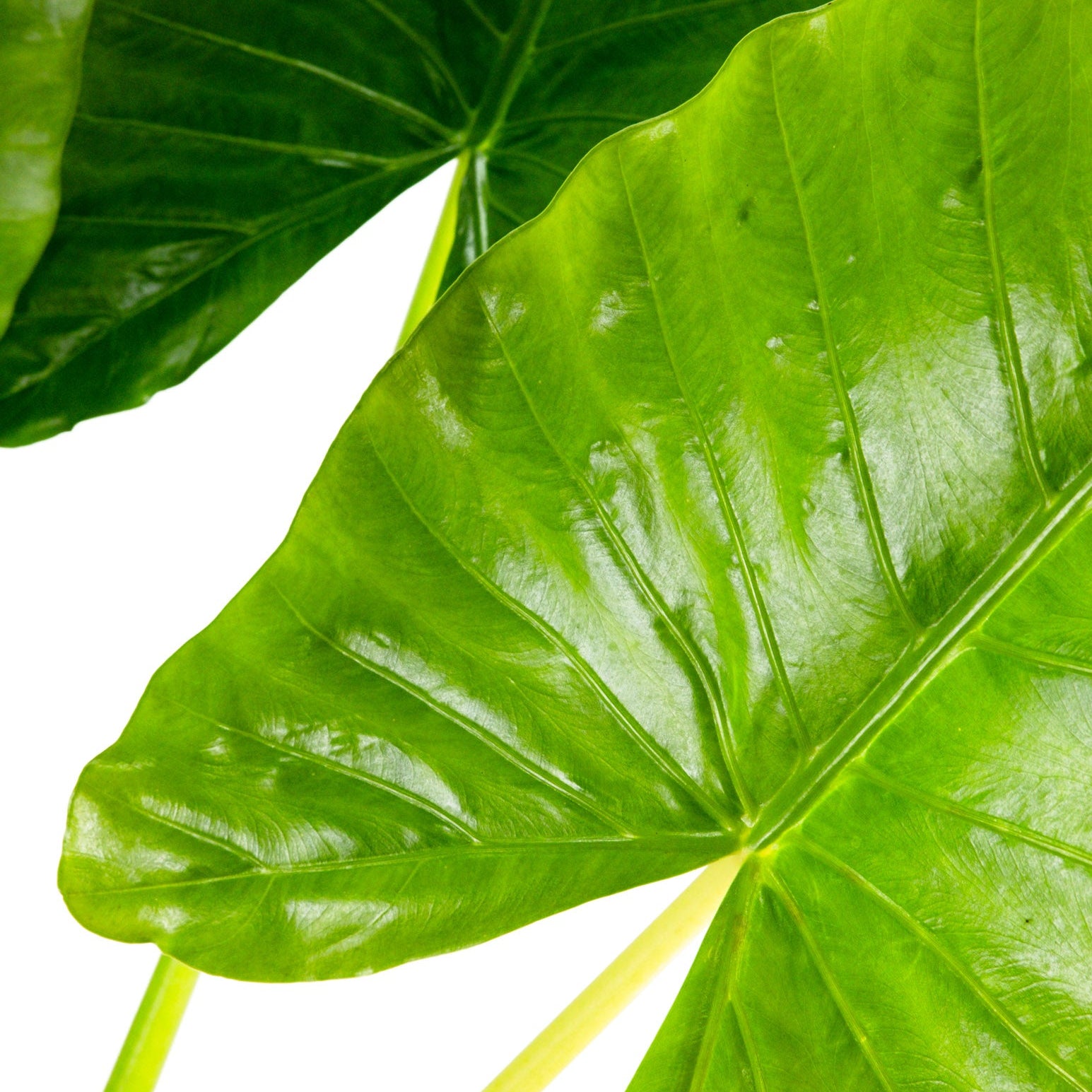Close up of Alocasia Borneo Giant foliage featuring massive, glossy bright green leaves with prominent ribbed veins, ideal for showcasing the dramatic and bold tropical characteristics of this impressive plant.