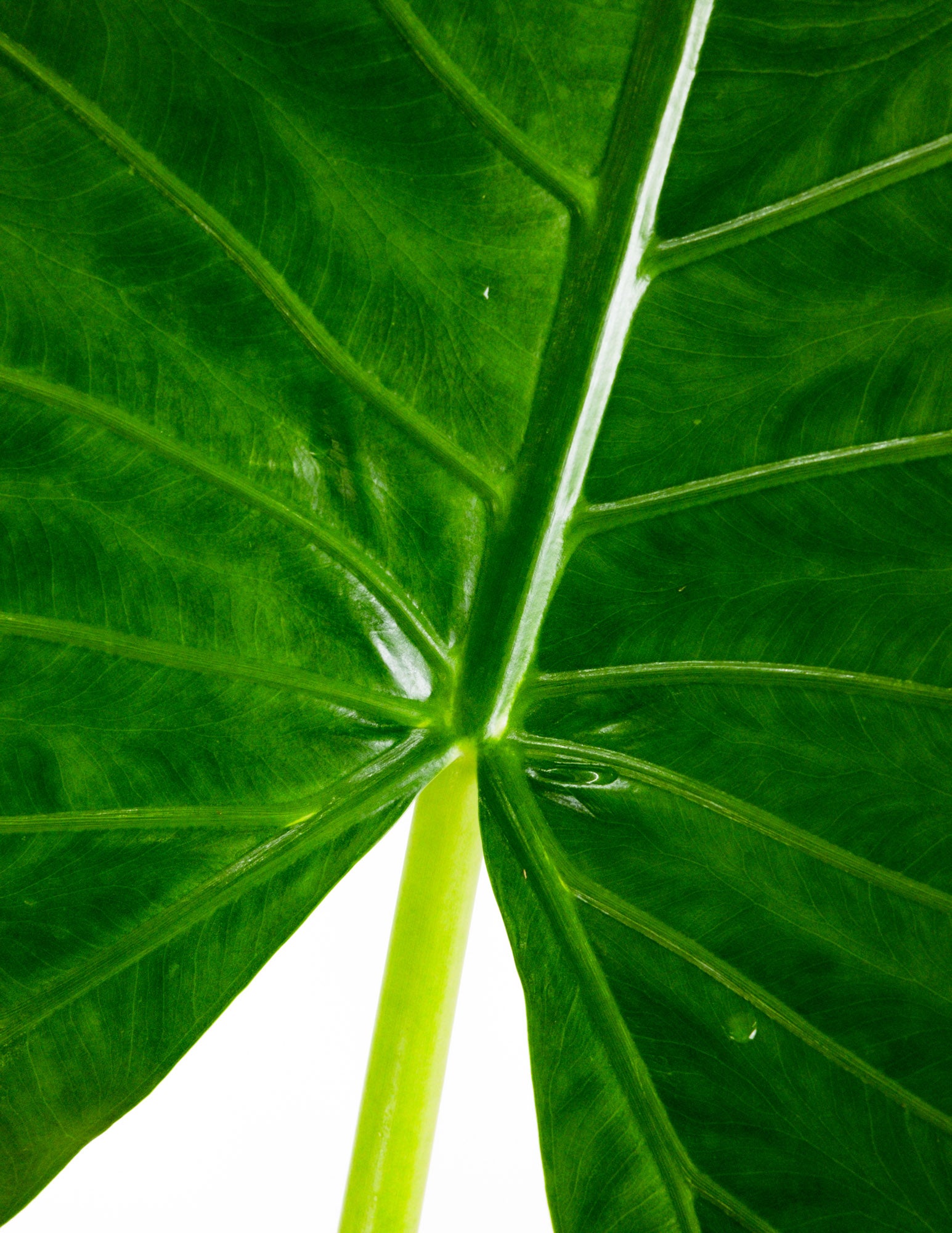 Alocasia Borneo Giant Elephant Ear, Live Tropical Plant.